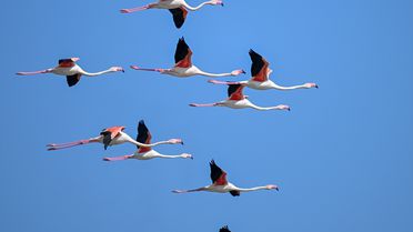 Tuzla Palas Gölü'nde Flamingo Gözlemlendi