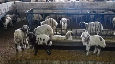 Van'da Genç Girişimci Hayvancılıkta Hedef Büyütüyor