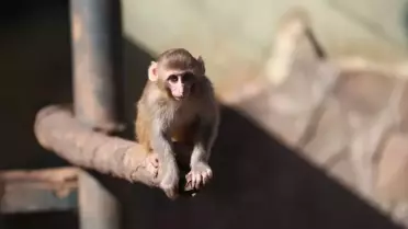 Uyuşturucu Operasyonunda Kurtarılan Maymun 'Portakal'