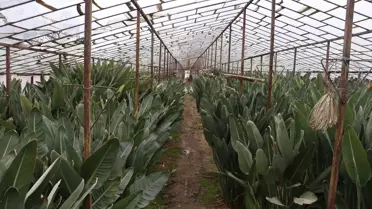 Sevgililer Günü'nde Starliçe Tercih Ediliyor