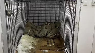 Kınalı Keklikten 75 Bin Ceza