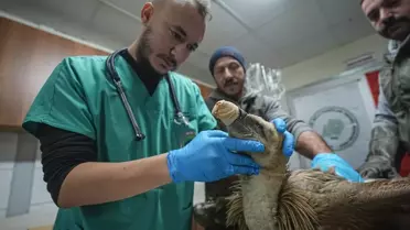 Yaralı Kızıl Akbaba Rehabilitasyona Alındı