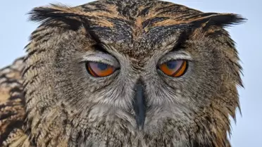 Van Gölü'nde Yaralı Kuşlar Tedavi Ediliyor