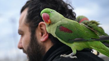 İskender Papağanlarıyla Yaşayan Muhammed İpekçi