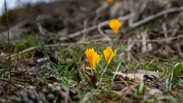 Yozgat'ta Bahar Çiçekleri Açtı