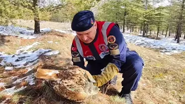 Yaralı Şahin Tedavi Altına Alındı