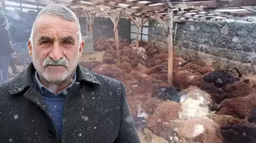 Bir gecede 200 koyunu telef olan vatandaşı duygulandıran bağış