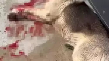 Bodrum'da 2 Köpek Tüfekle Vuruldu