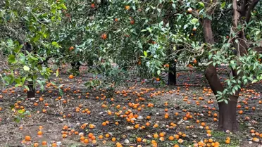 Antalya'da sağanak yağış hayatı olumsuz etkiledi