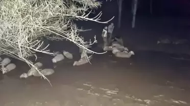 Milas'ta Koyunlar Çamura Saplandı