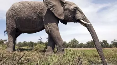 Fil hortumundaki kedi bıyıklarının sırrı çözüldü