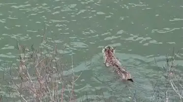 VAN'da Nesli Tehlike Altında Olan Vaşak Görüntülendi