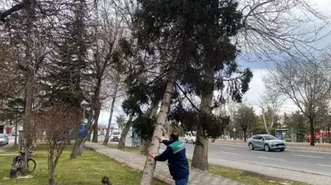 Rüzgardan devrilen ağaçlar temizleniyor