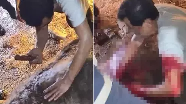 Doğumda zorlanan ineğe ekmek bıçağı ile ameliyat! Görüntüler kan dondurdu