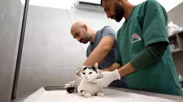 Mersin'de sokak kedileri için yeni merkez hizmete girdi