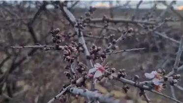 Badem Ağaçları Şubat'ta Çiçek Açtı