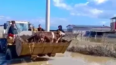 Selde mahsur kalan inekler boğulmaktan kurtarıldı