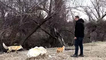 Erzincan'da Kedi ve Tilki Dostluğu