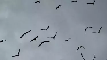 Birecik'te 277 Kelaynak Doğaya Bırakıldı