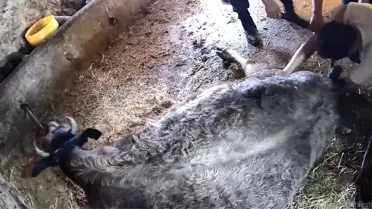 İneğe sezaryen yapan adamdan açıklama: Çağırdılar insanlık namına yardımcı oldum