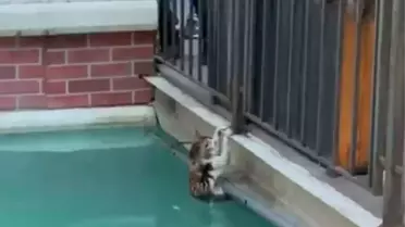 Gaziosmanpaşa'da Kedi Kurtarıldı