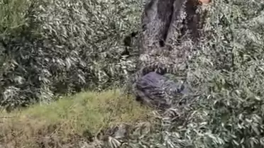 CHP Milas İlçe Başkanı İstifa Etti