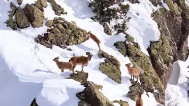 Kemah'ta Dağ Keçileri Dron ile Görüntülendi