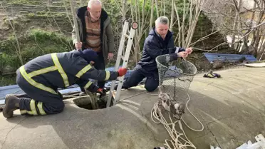 Edirne'de Yavru Köpek Kurtarıldı