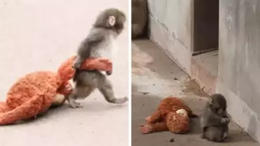 Annesi tarafından terk edilen maymun viral oldu! Aradığı şefkati peluş oyuncakta buldu