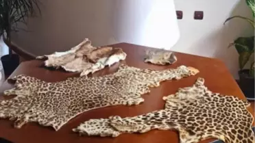 Çukurova'da yasa dışı yaban hayvanı ürünleri ele geçirildi