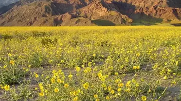 Kıyamet alameti mi? Ölüm Vadisi'nden gelen görüntü dünyayı şoke etti