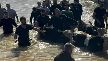 Taşan Gediz Nehri dolayısıyla mahsur kalan 44 kişi ve 127 hayvan kurtarıldı