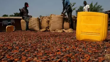 Türkiye yetiştirmediği kakaodan 1,7 milyar dolar kazandı