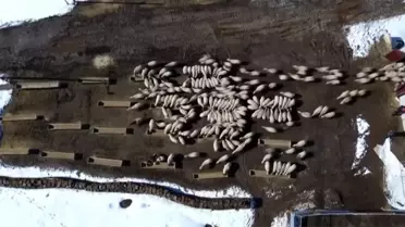 Bayburt'ta Hayvancılığa destek projesi tamamlandı