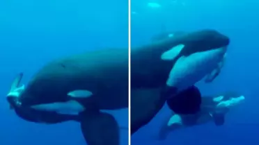 Denizlerin efendisi kim? Orkalar köpekbalığını saniyeler içinde parçaladı