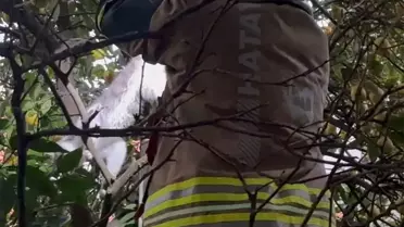 Hatay'da ağaca takılan kediyi itfaiye kurtardı