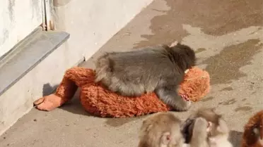 Milyonların yüreğine dokunan bebek maymun Punch'ın bakıcısı konuştu: Yalnızlık çekiyor