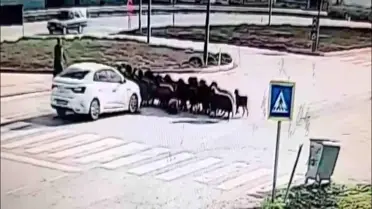 Hatay'da Koyun Sürüsüne Otomobil Çarptı