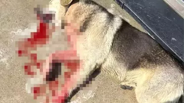 Köpekleri vuran restoran işletmecisi tutuklandı