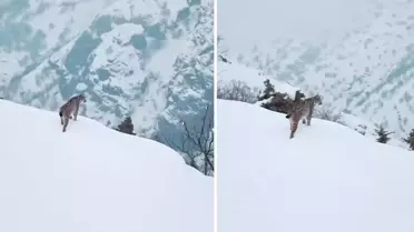 Tunceli'de karlı vadiyi izleyen vaşağın görüntüleri nefes kesti