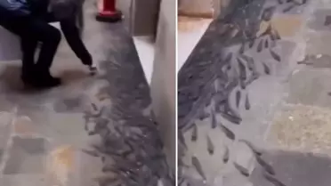 Ülkede şoke eden görüntü! Balıklar sokaklara taşındı