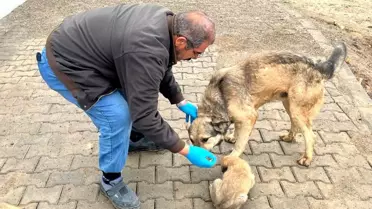 Yemek artıkları mamaya dönüşüyor