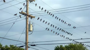 Polonya'nın Krakow kentinde güvercinlere 'doğum kontrolü' uygulanacak