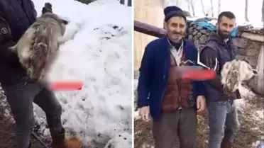 Ahıra giren çoban, devasa tavşan ile karşılaştı