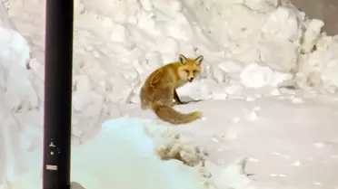 Kış Şartları Tilkileri Şehre Sürdü