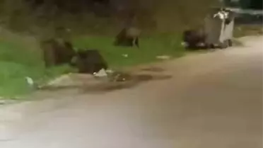Bursa'da Gece Domuz Sürüsü Mahalleye İndi