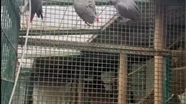 İstanbul Havalimanı'nda 20 Afrikalı Papağan Yakalandı