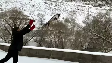 Yaralı Şahinler Özgürlüğüne Kavuştu