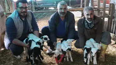 Pamukkale'de Koyun 9 Yavru Doğurdu