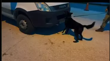 Hassa'da 11.2 kg Skunk Ele Geçirildi